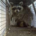 raccoon removal Highland Heights, KY