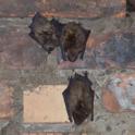 Florence, KY Bat Removal and Exclusion - Tri-State Wildlife Management