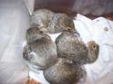 Tri-State Wildlife Management Wilder, KY juvenile squirrels