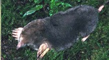 Mole Trapping Northern KY