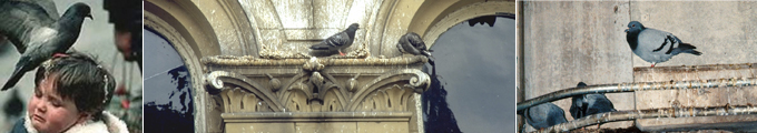 Pigeon Banner