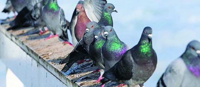 Pigeons on rail Pigeons on rail