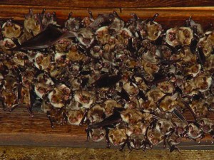 lots of bats