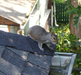 wildlife removal Independence, KY