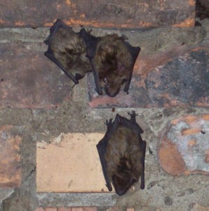 Bat Removal Florence KY