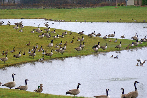 Goose Removal Cincinnati