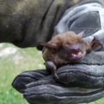 Bat Removal from Attic