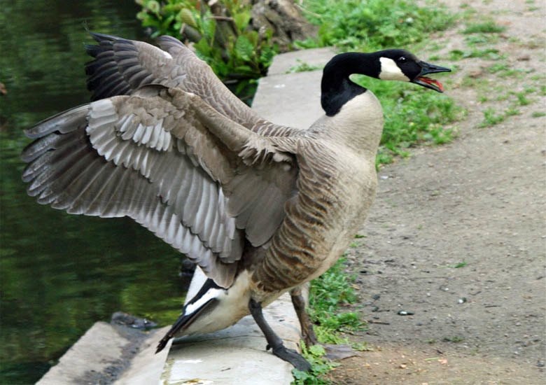 goose goose duck vulture