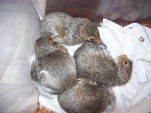 Tri-State Wildlife Management Cold Spring KY Squirrel Removal