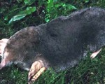 Northern KY Mole Control