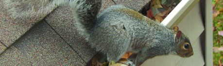 Tri-State Wildlife Management Covington, KY Squirrel Removal (41015)