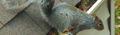 Squirrel Removal Independence, KY Tri-State Wildlife Management