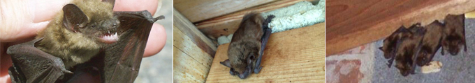Bat Removal Ft. Thomas, KY (41075) Tri-State Wildlife Management