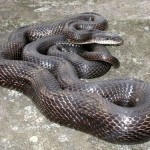 Snake Removal in Northern KY