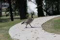 Canada Goose Control West Chester, OH Tri-State Wildlife Management