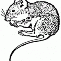 Newport, KY Mouse Removal