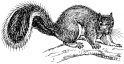 Squirrel Removal Mariemont, OH