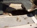 Squirrel Damage