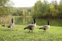 Ohio Canada Geese