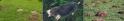 Mole