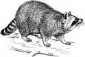 Newport, KY Wildlife Removal