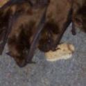 How to get rid of bats in your house?