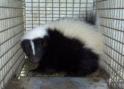 Tri-State Wildlife Management Skunk Cold Spring KY