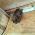 Bat Problem in Attic
