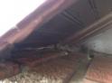Bat Removal Ft. Mitchell, KY - Bat Entry  /></a><p id=