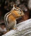 Chipmunk Removal