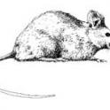 Northern KY Mouse Removal Tri-State Wildlife Management