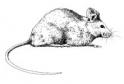 Mouse Removal Covington, KY Tri-State Wildlife Management