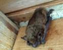 Bat Removal Covington, KY