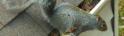 Erlanger, KY Squirrel Removal (41018)