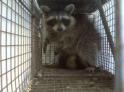 raccoon removal Highland Heights, KY