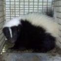 Tri-State Wildlife Management Skunk Removal Florence, KY