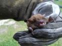 Bat in Northern Kentucky