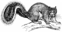 Squirrel Removal Mariemont, OH