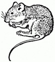 Erlanger, KY Mouse Removal Tri-State Wildlife Management