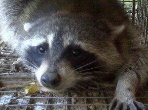 Raccoon Removal Cold Spring, KY